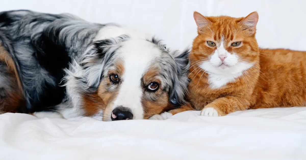 OLULINE ⟩ 7 asja, mida iga lemmikloomaomanik peaks teadma