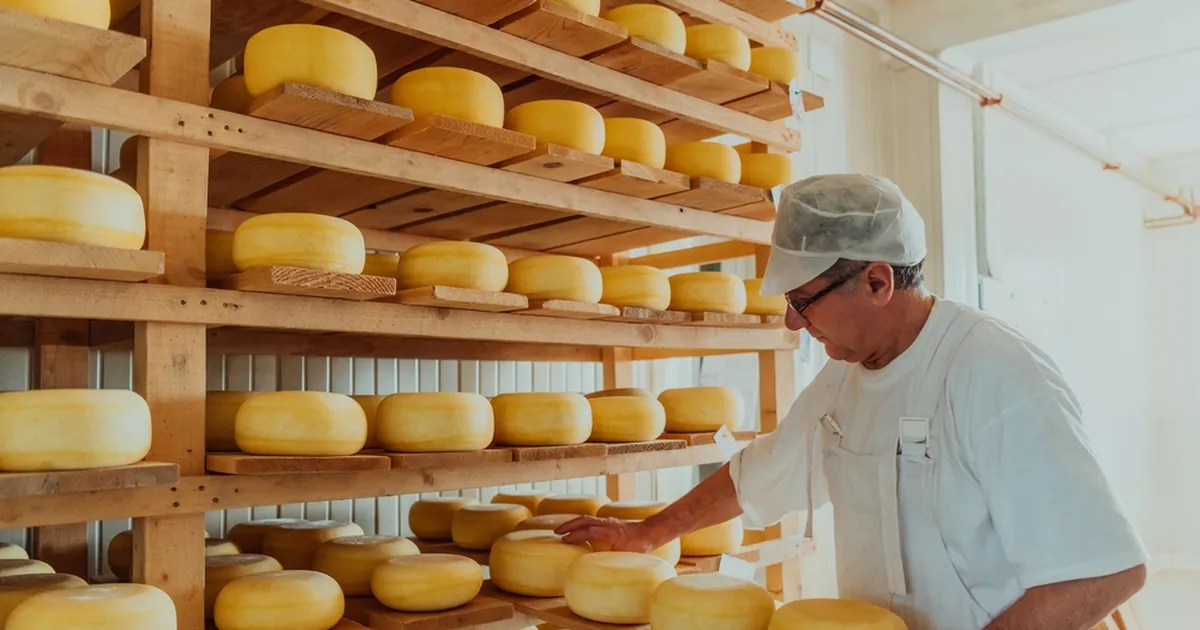 VALUS LAKS ⟩ Kelm pani pihta 24 tonni juustu