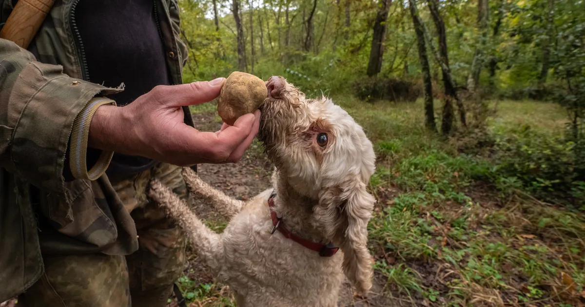 SEDA LEIDUB KA EESTIS ⟩ Soomlased jahivad metsades «aaret», mille kilohind on 3000 eurot