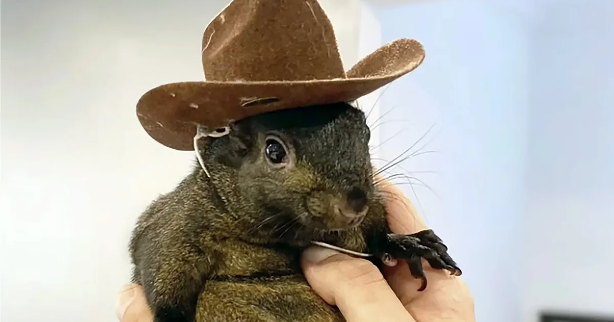 VIDEO ⟩ Eutaneeritud orav võib otsustada USA valimised