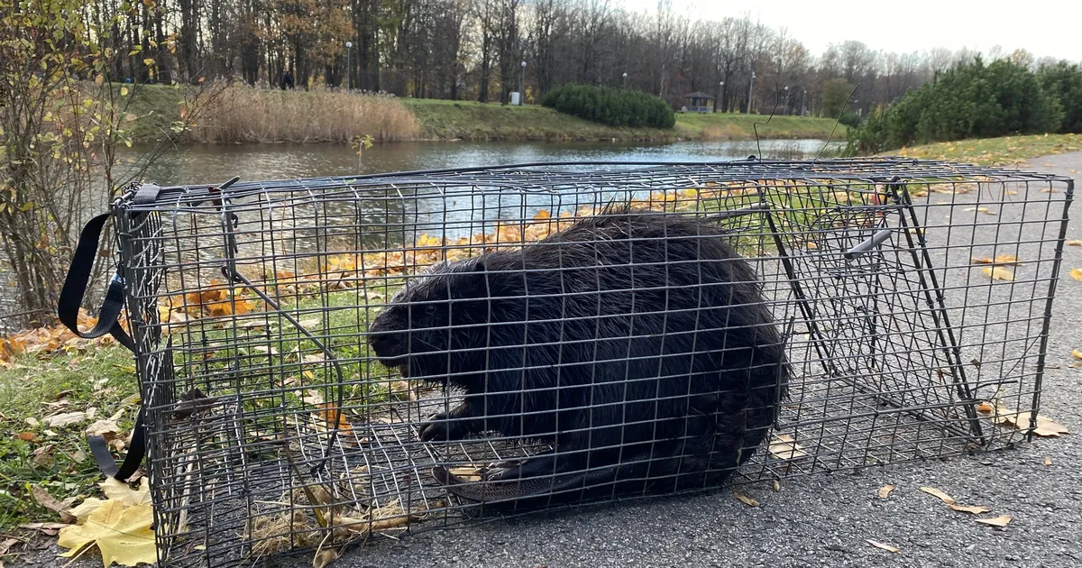 FOTOD ⟩ Usinalt puid langetanud kobras viidi mujale elama