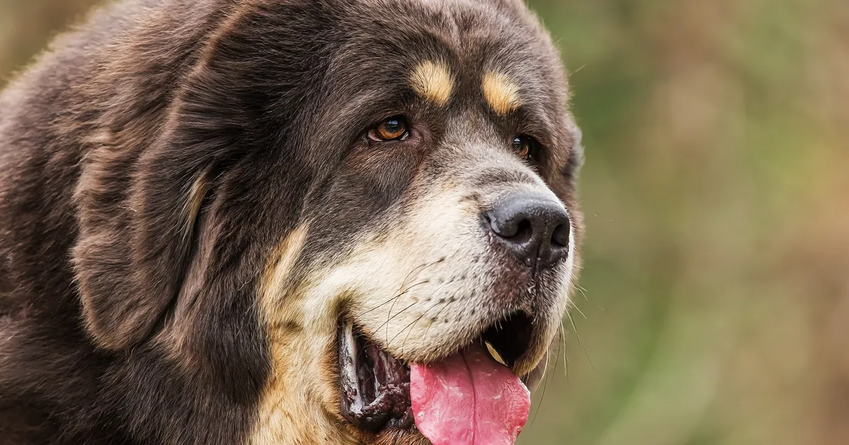 Kas inimesi hirmutavad koerad saab omanikult ära võtta?
