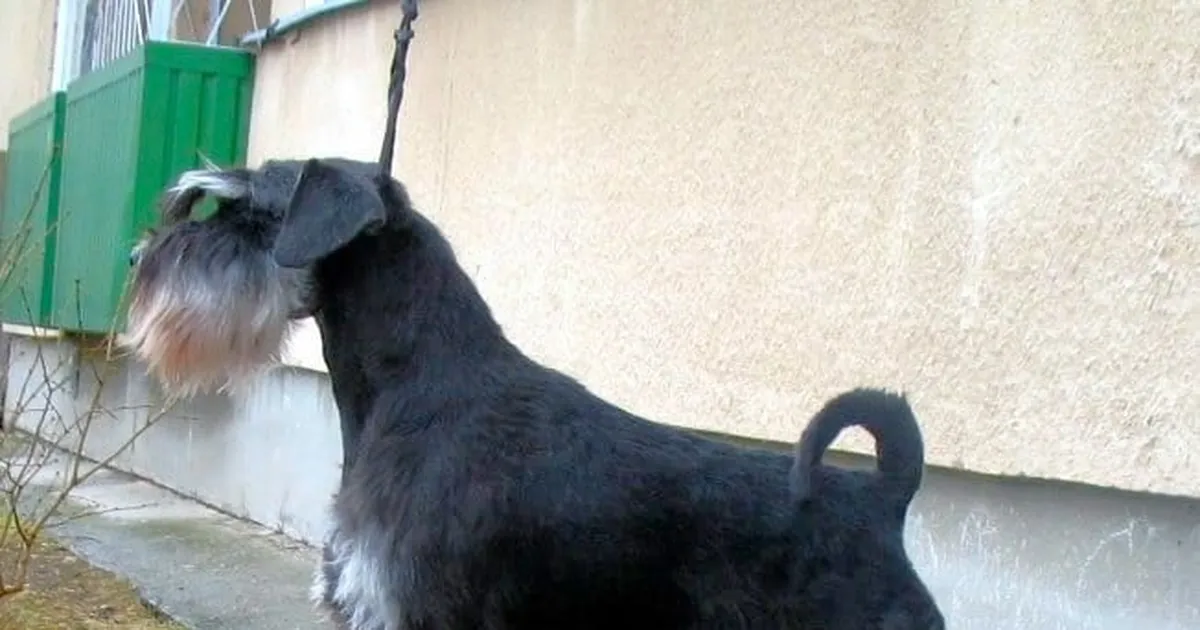 JUHTUM SAKU VALLAS ⟩ Jalutuskäik lemmikuga võttis ootamatu pöörde: taksikoera rünnak sai kääbusšnautserile saatuslikuks