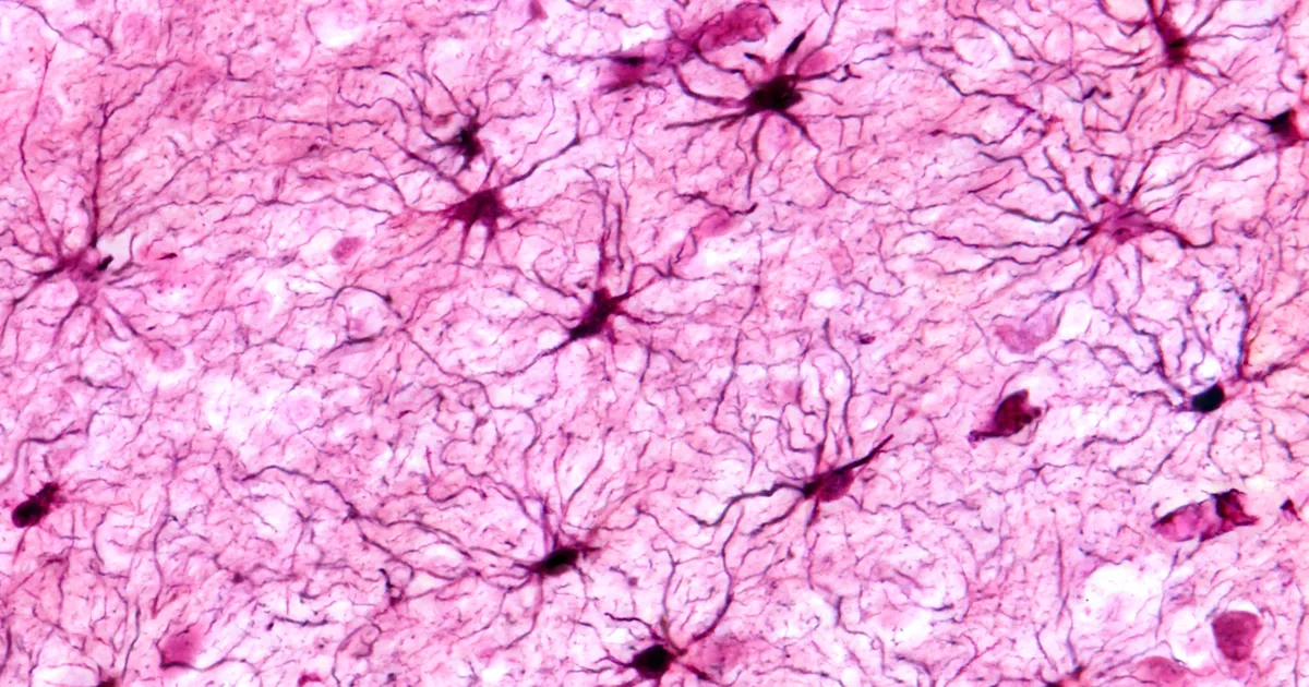 AVASTUS ⟩ Ajus elutsevad «tähekesed» säilitavad mälestusi