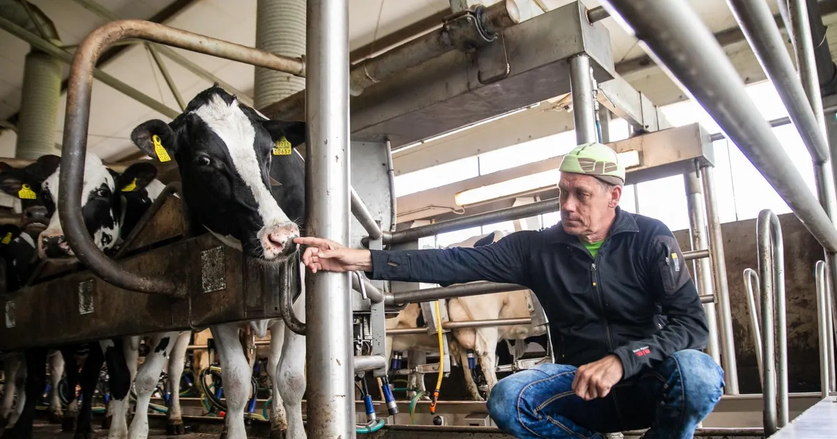 Halinga piimafarmis hakatakse tootma biogaasi