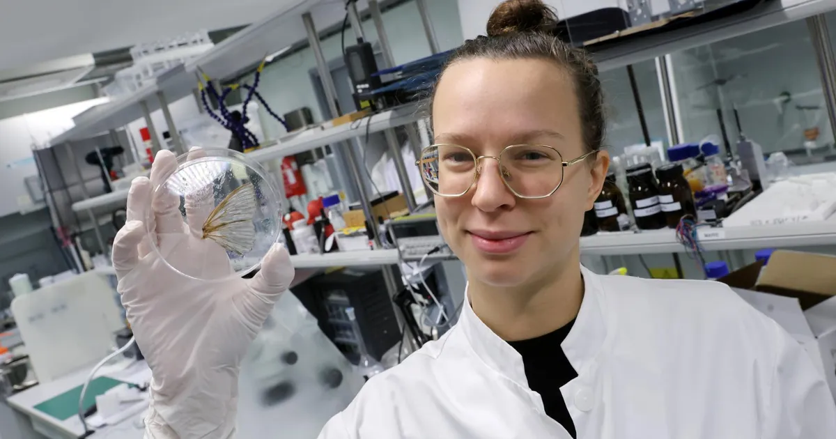 reedene rõõm ⟩ Noor teadlane lahkas ööliblikaid, et robotitele vereringe meisterdada