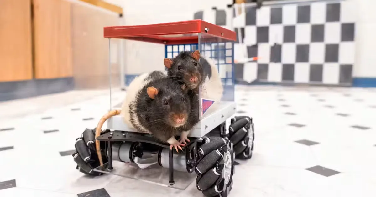 VIDEOD ⟩ Teadlased avastasid, et ralliässadest rottidele meeldib väikeste autodega ringi kihutada