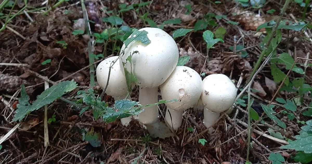 Kas teadsite, et neil levinud söögiseentel on vähivastased omadused