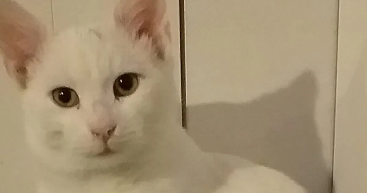 LEITUD ⟩ Tartus kaduma läinud lumivalge kass jõudis tagasi koju: sülle võtsin, siis oli küll tunda, et nii kerge...