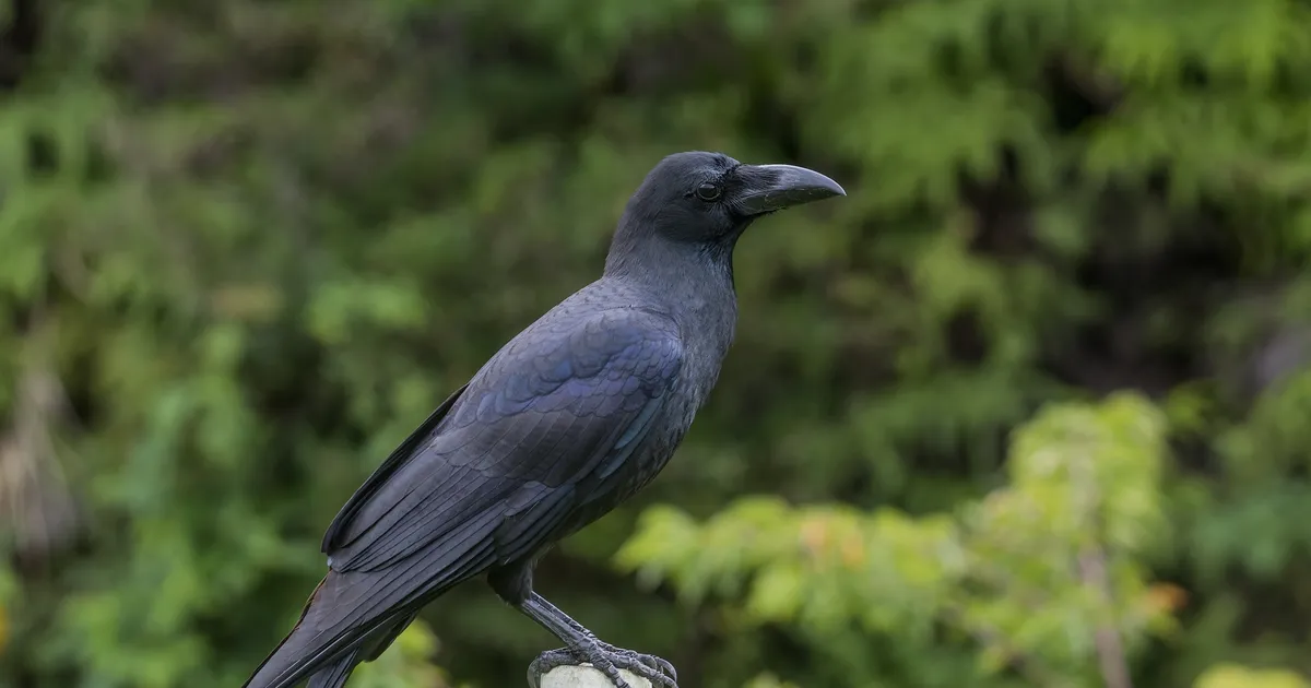 Avasta, mida varesed sinust 17 aasta jooksul mäletavad