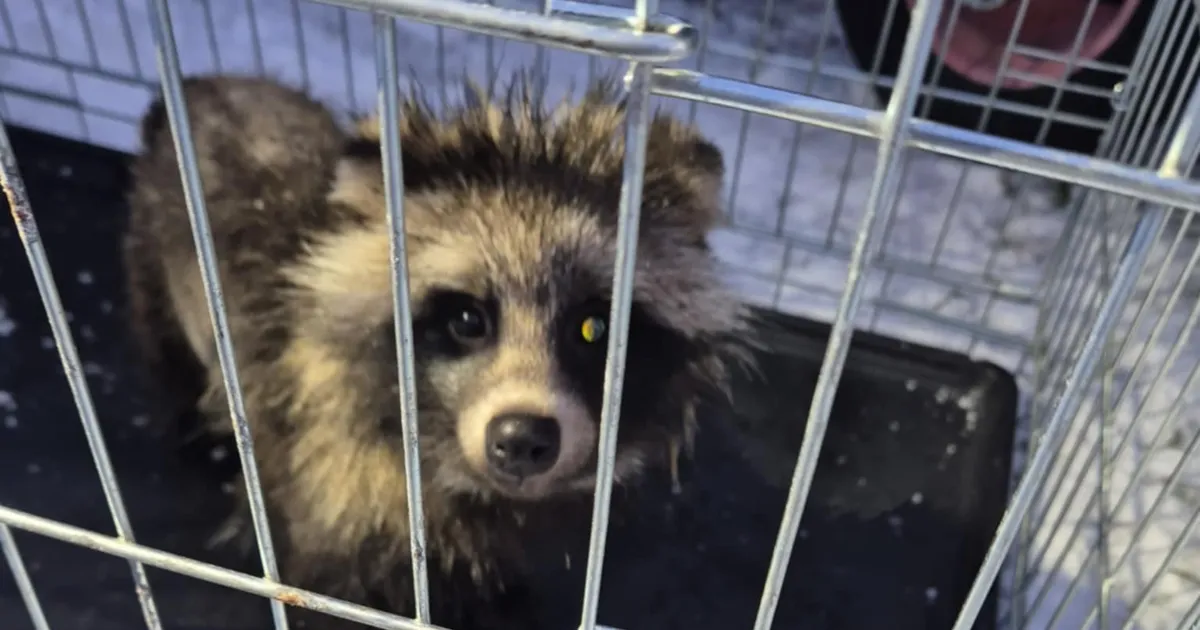 Päästjad püüdsid kinni inimesi hirmutanud kähriku