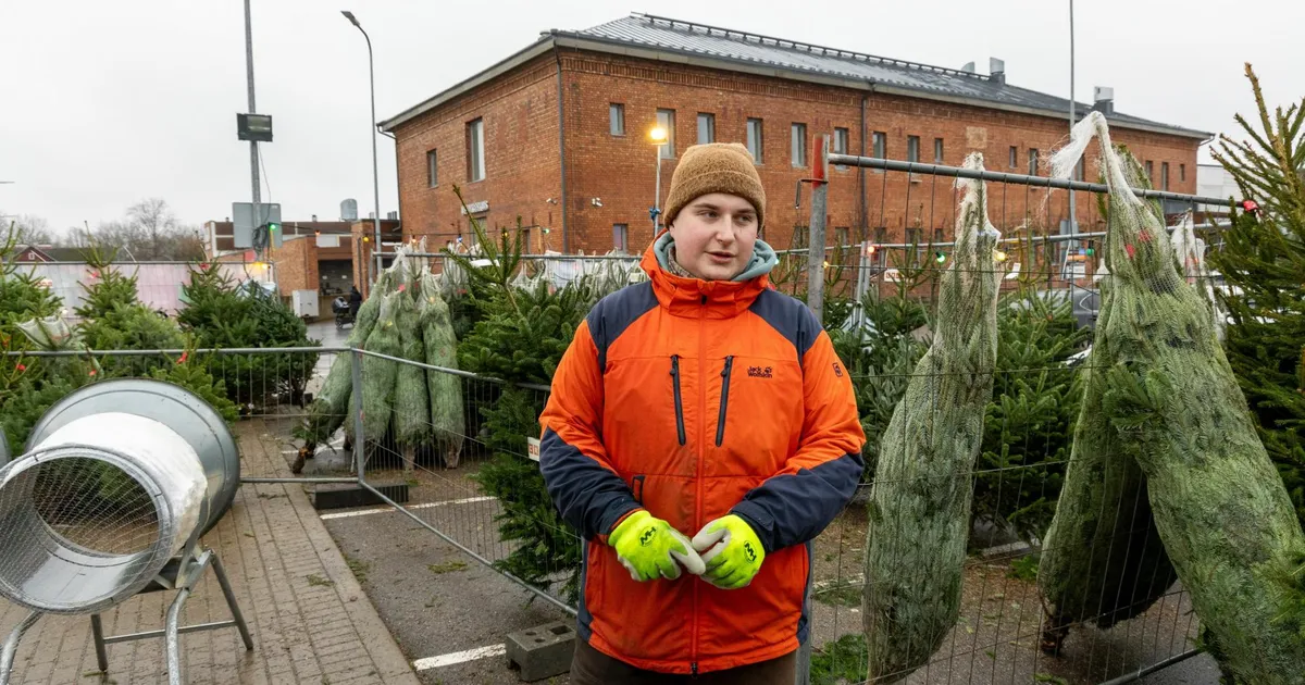 GALERII ⟩ Algas kuusemüük, hinnad on mõne aastaga hoogsalt kerkinud
