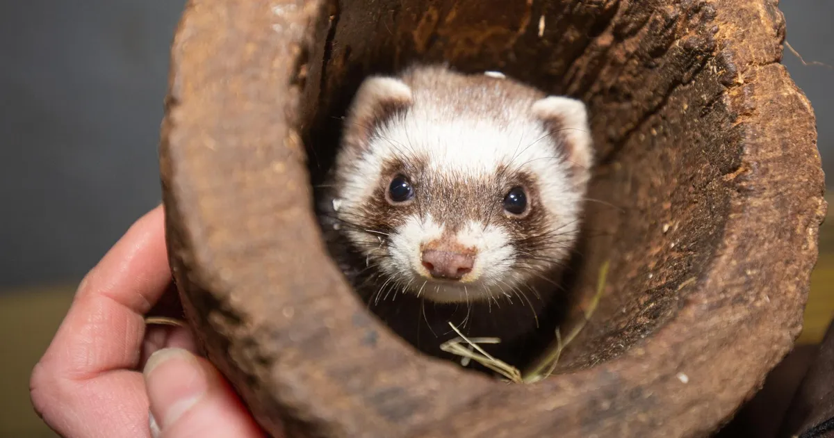 Marutaudi vastu tuleb vaktsineerida ka valgetuhkrud