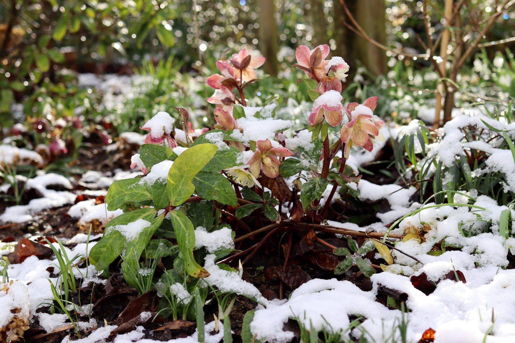 Kas õitsev lumeroos vajab kaitset?