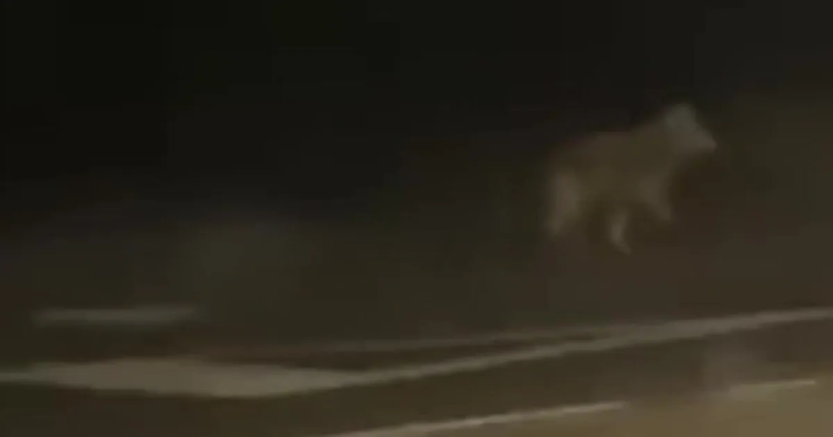 LUGEJA VIDEO ⟩ «Minu lapsed mängivad sealsamas metsas.» Öine kohtumine huntidega teeb Viljandi elanikud ärevaks