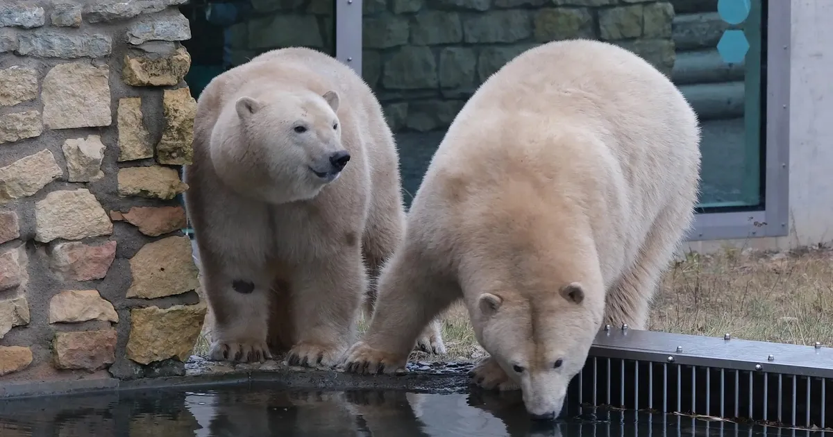 ARMAS VIDEOKLIPP ⟩ «Palju õnne sünnipäevaks, Inuk ja Imaq!» Tallinna loomaaed tähistab neljajalgsete sõprade viiendat sünnipäeva