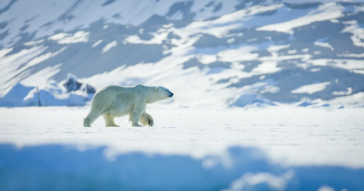 VIDEO ⟩ Naist rünnanud jääkarule peale hüpanud Kanada mees paraneb haiglas
