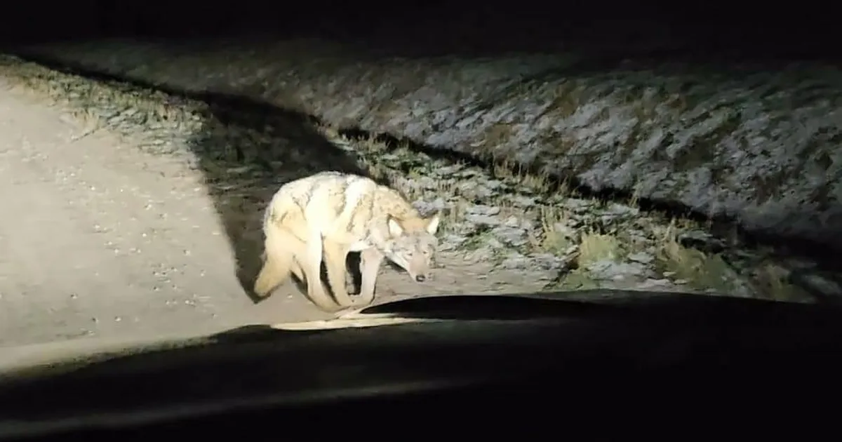 Mulgi vallas ukerdanud vigane hunt võib olla ettearvamatu