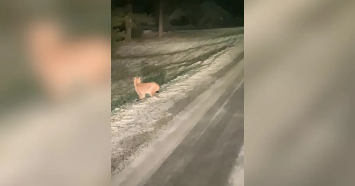 HIRMUÄRATAV VIDEO ⟩ Rapla linnas jooksevad ilvesed ringi: «Ta lasi mind 3-4 meetri lähedusse, ma olin ikka väga imestunud!»