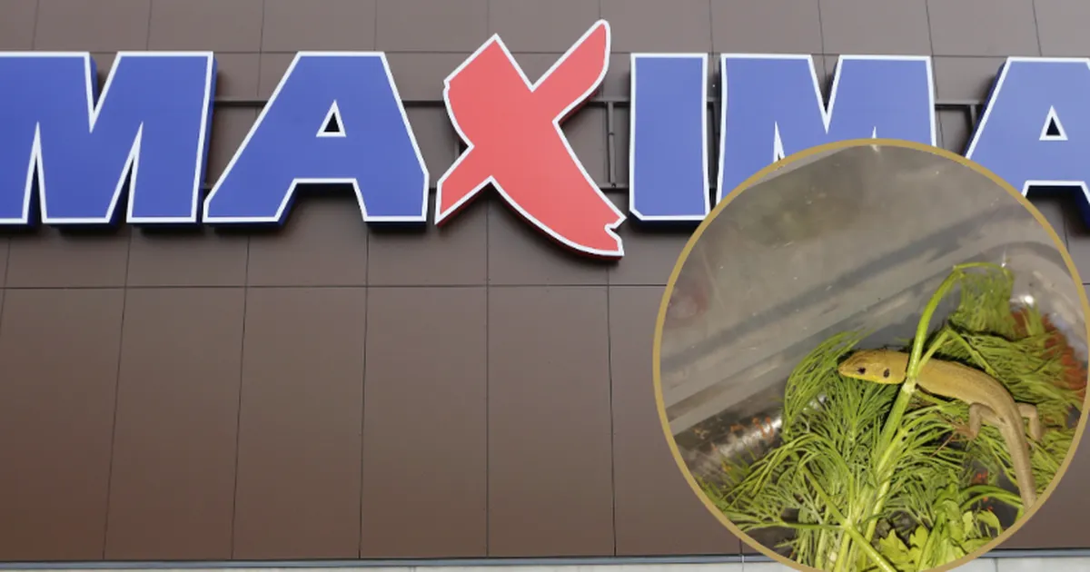 FOTO ⟩ JÕULUÜLLATUS! Tartlanna leidis Maximast ostetud mandariinide vahelt rohelise sisaliku