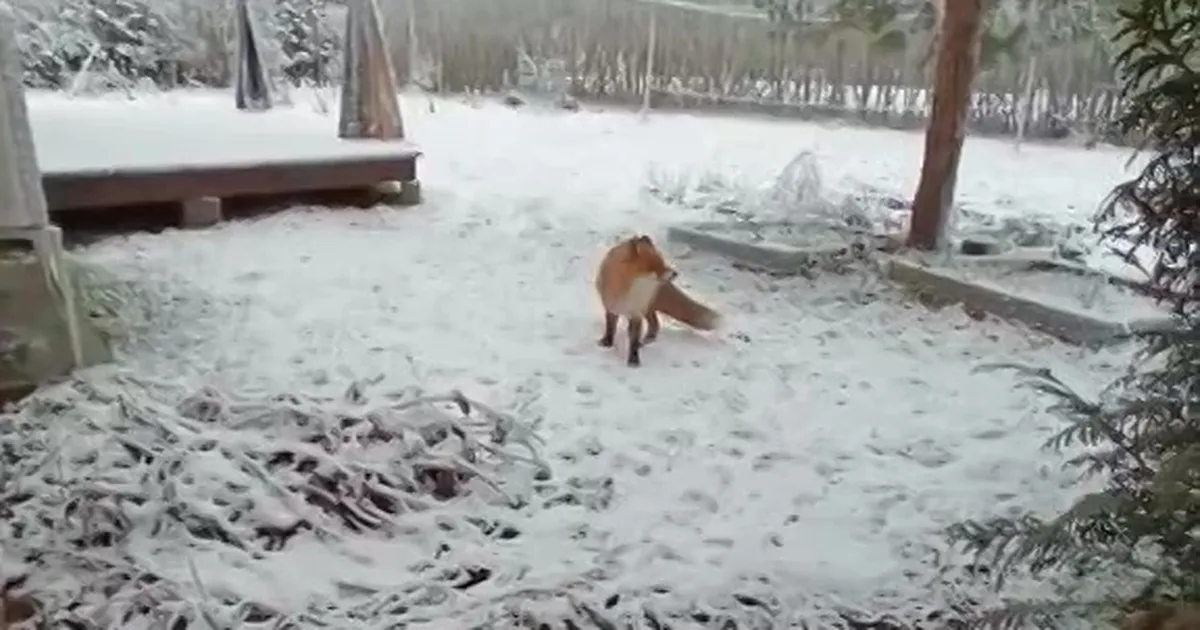 VAHVA VIDEO ⟩ Vasalemmas hiilis töömeestele ligi uudishimulik reinuvader