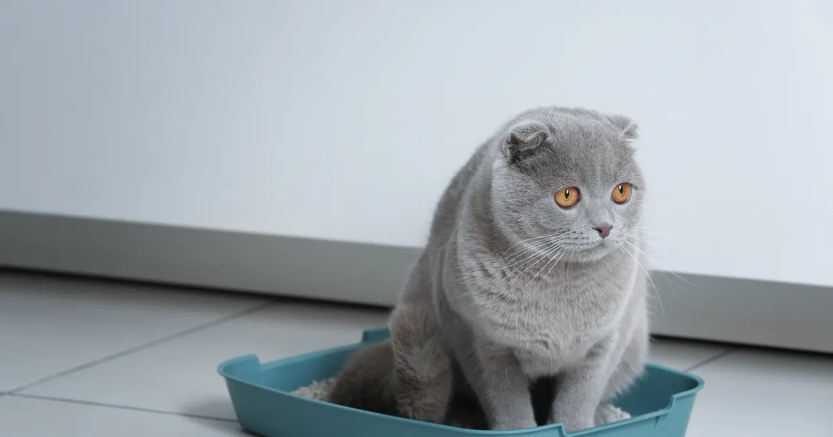 Loomaarst vastab: miks kass teeb häda mujale kui liivakasti?