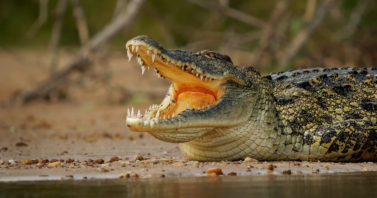 10 000 järglasega hiiglaslik krokodill Henry tähistas 124. sünnipäeva