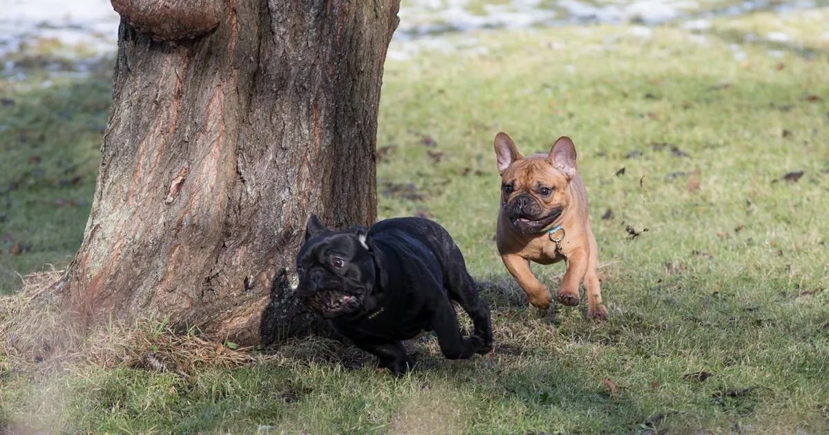 Lasnamäe buldogide kasvataja suhtes tekkisid tõsised kahtlused: kontroll viiakse läbi lähiajal