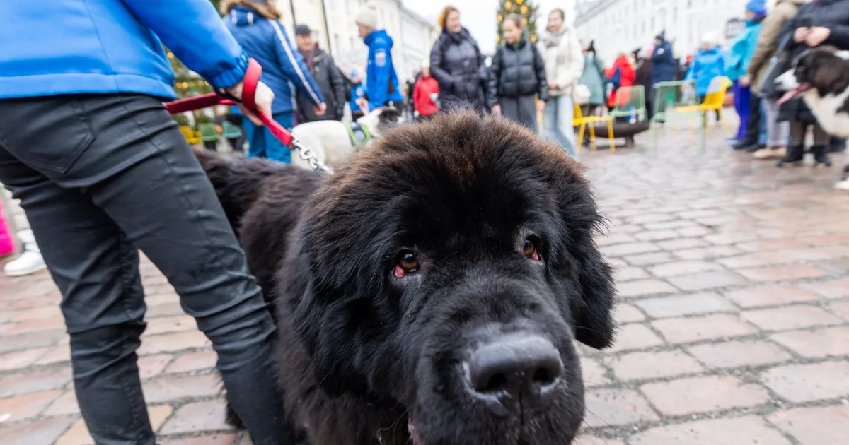 GALERII JA VIDEO ⟩ «Auh!» Raeplats täitus karvase jõulurõõmuga