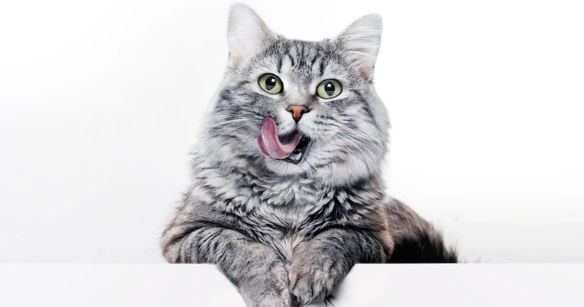 Kodukass suri toidus peitunud linnugripiviiruse tõttu