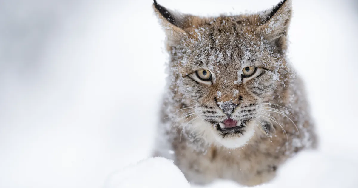 OOTAMATU VAATEPILT ⟩ Tartus jalutas päise päeva ajal ringi julge ilves