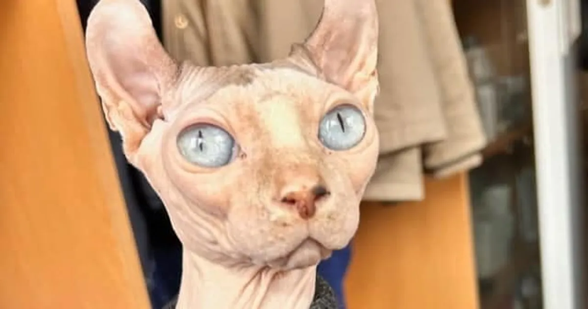 LEMMIKU TOP20 ⟩ Üliharuldast tõugu kass, kes sattus varjupaika väga jahmataval põhjusel