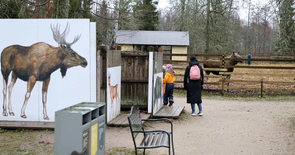 GALERII ⟩ Piisonile puuoksi ja lambale õunu – Elistvere loomapargis jagati asukatele suupoolist