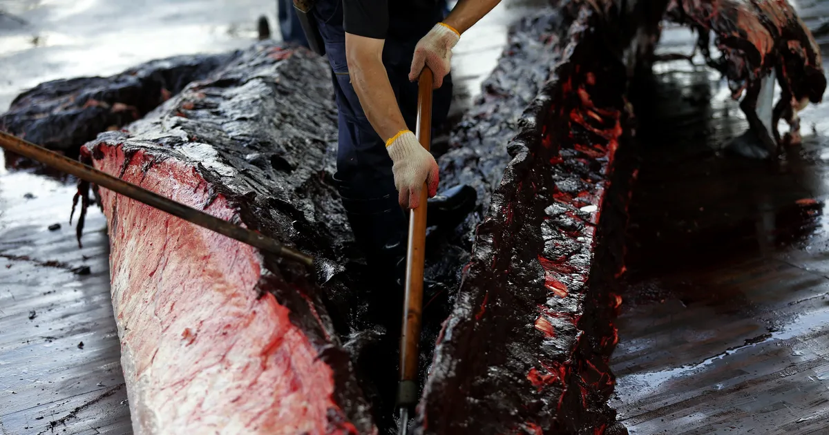 Lapimaal avastati koeravorstidest mitukümmend tonni keelatud vaalaliha