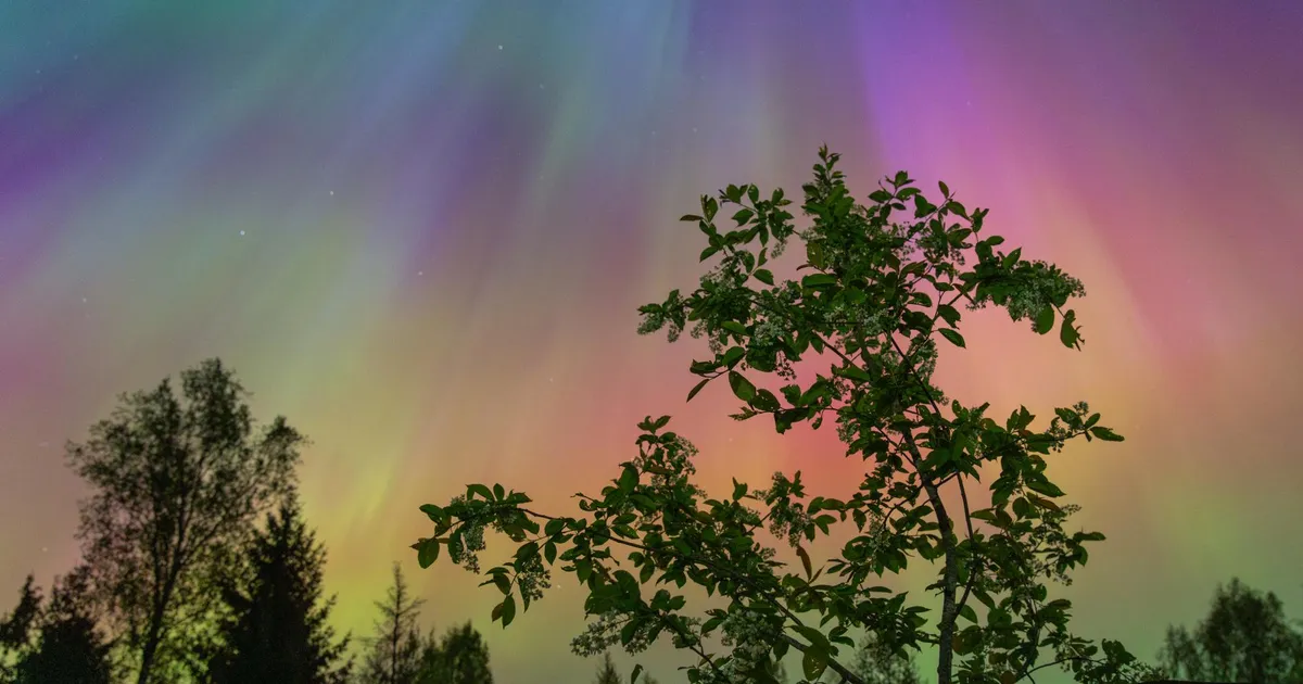 Looduse vingerpussid 2024 ⟩ Kas mäletate virmalisi maiööl?