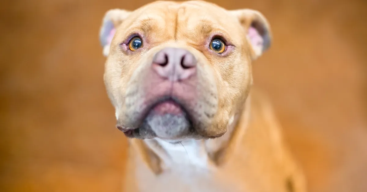 PISARAKISKUJA ⟩ Vaata, kuidas koer reageeris, kui sai aru, et ta varjupaika maha jäeti