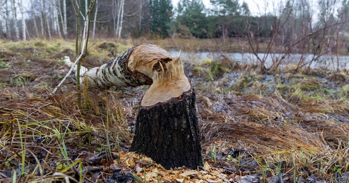Koprale mõeldud lõksust tuli päästa hoopis laps