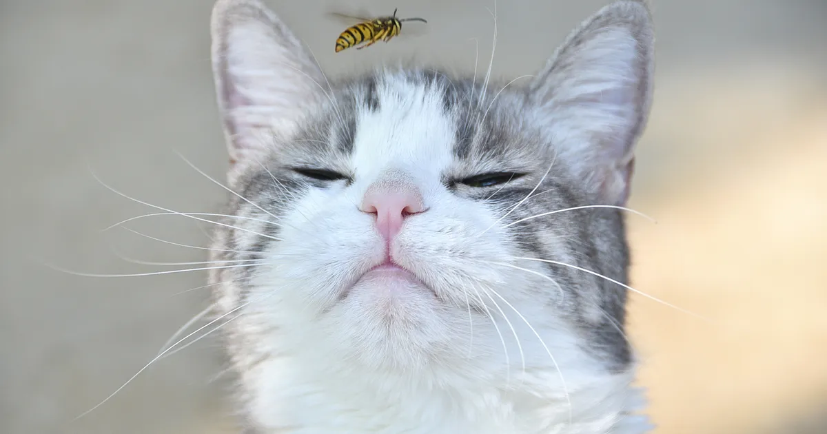 Loomaarst vastab: mida teha, kui kassil on nohu?