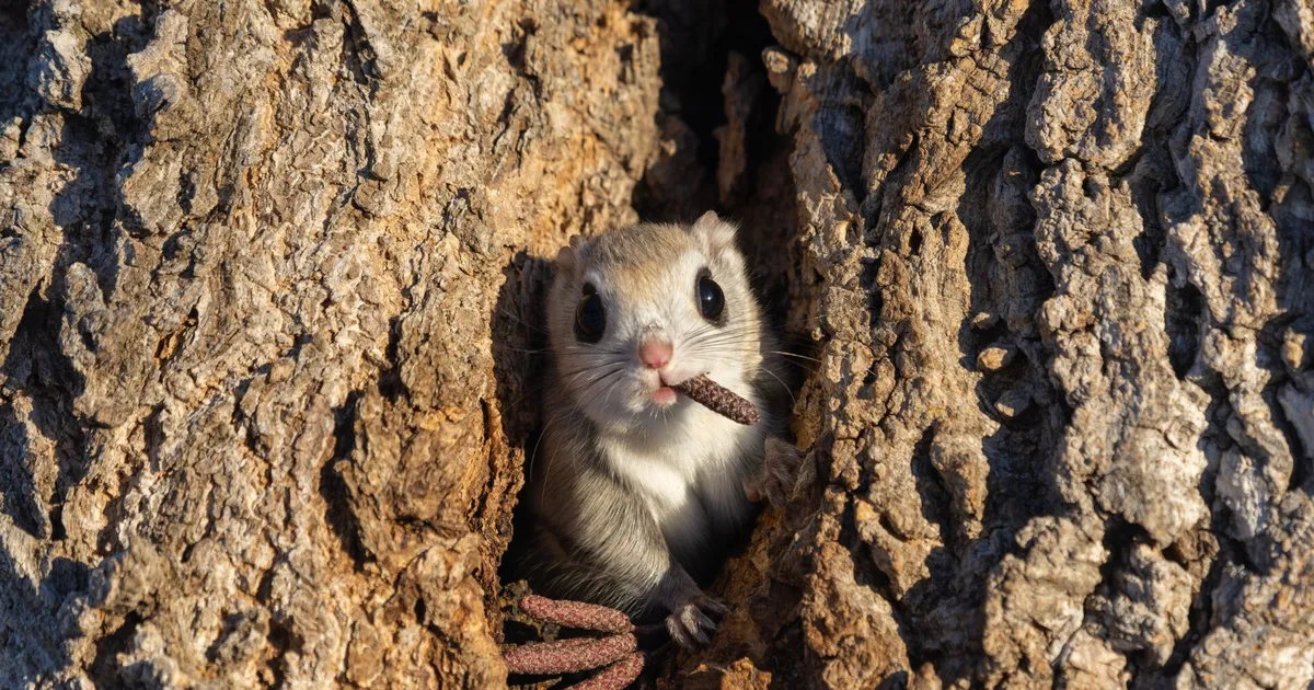 Nalja nabani ⟩ Vaata muigamapanevaid fotosid loomadest aastal 2024