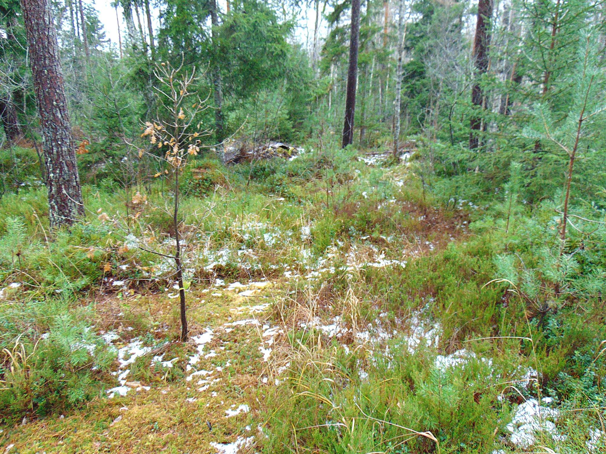 Jõulukuulgi võib aeda rajada
