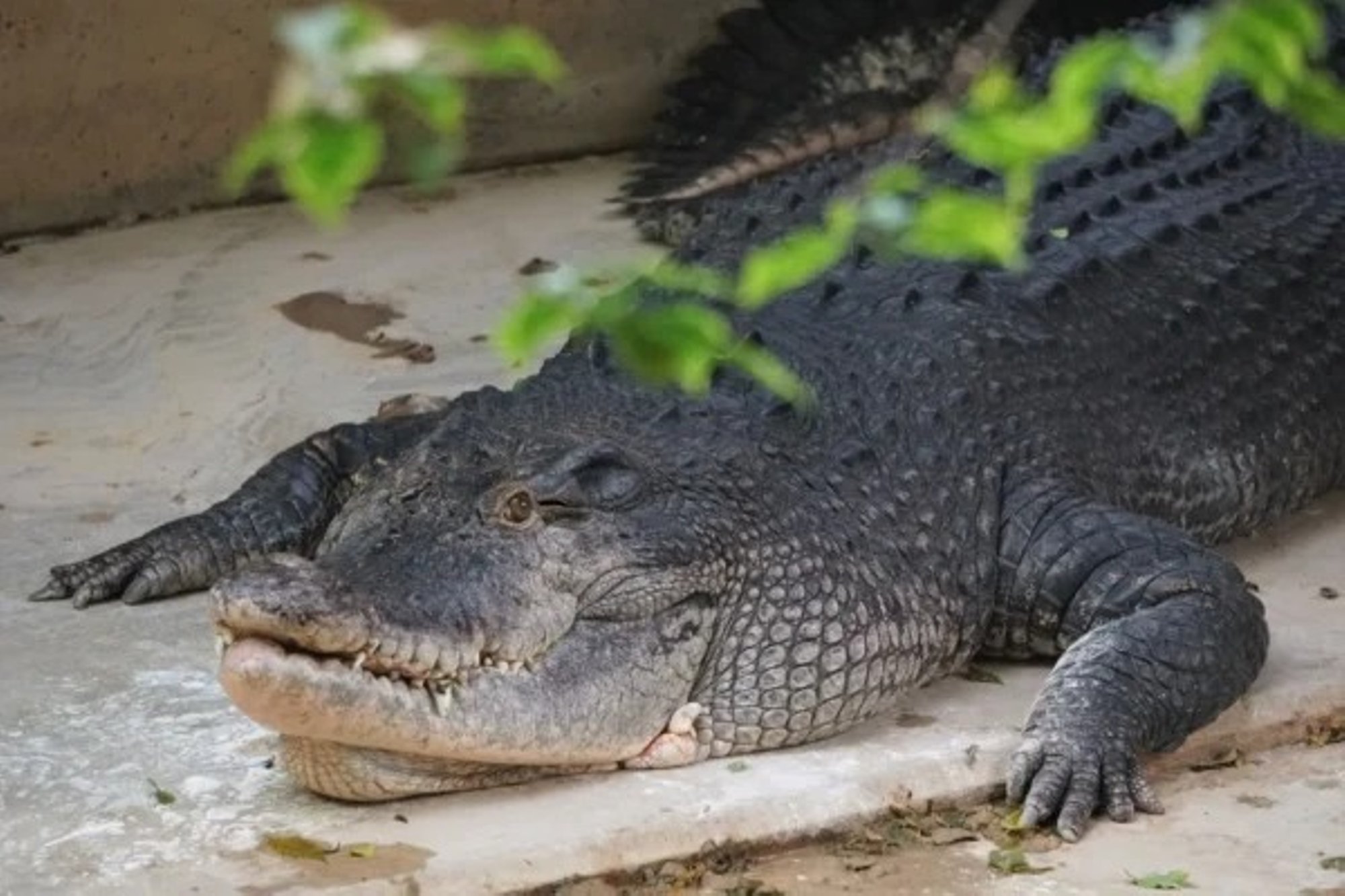 TOP 10 | Rõõm ja pisarad läbisegi: Delfi Lemmiklooma lugejaid hoidsid aastal 2024 enim põnevil need lood