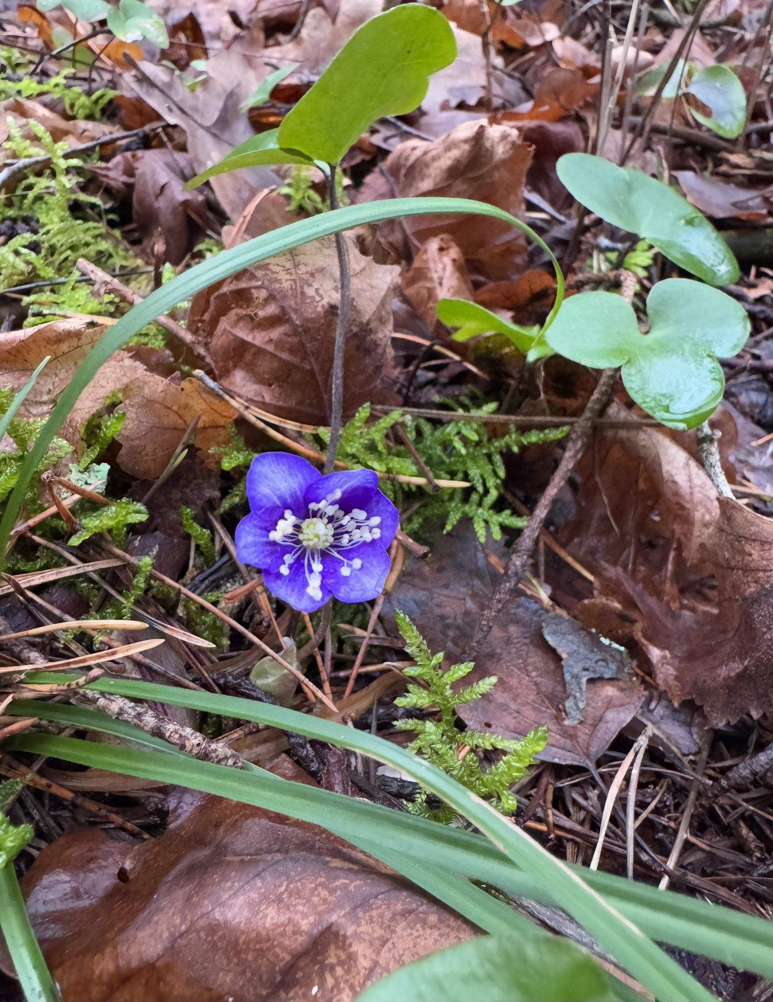 FOTO | Uskumatu! Soe ilm on Saaremaal sinililled õitsema pannud
