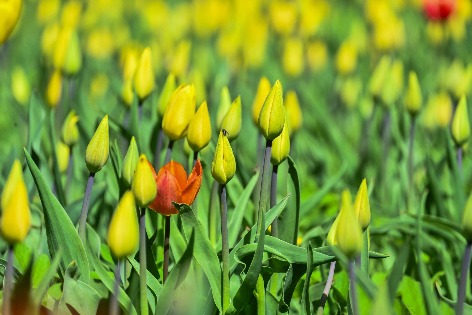 LUGEJA KÜSIB | Kas hüatsindi- ja tulbisibulad võib keset sooja talve mulda panna?