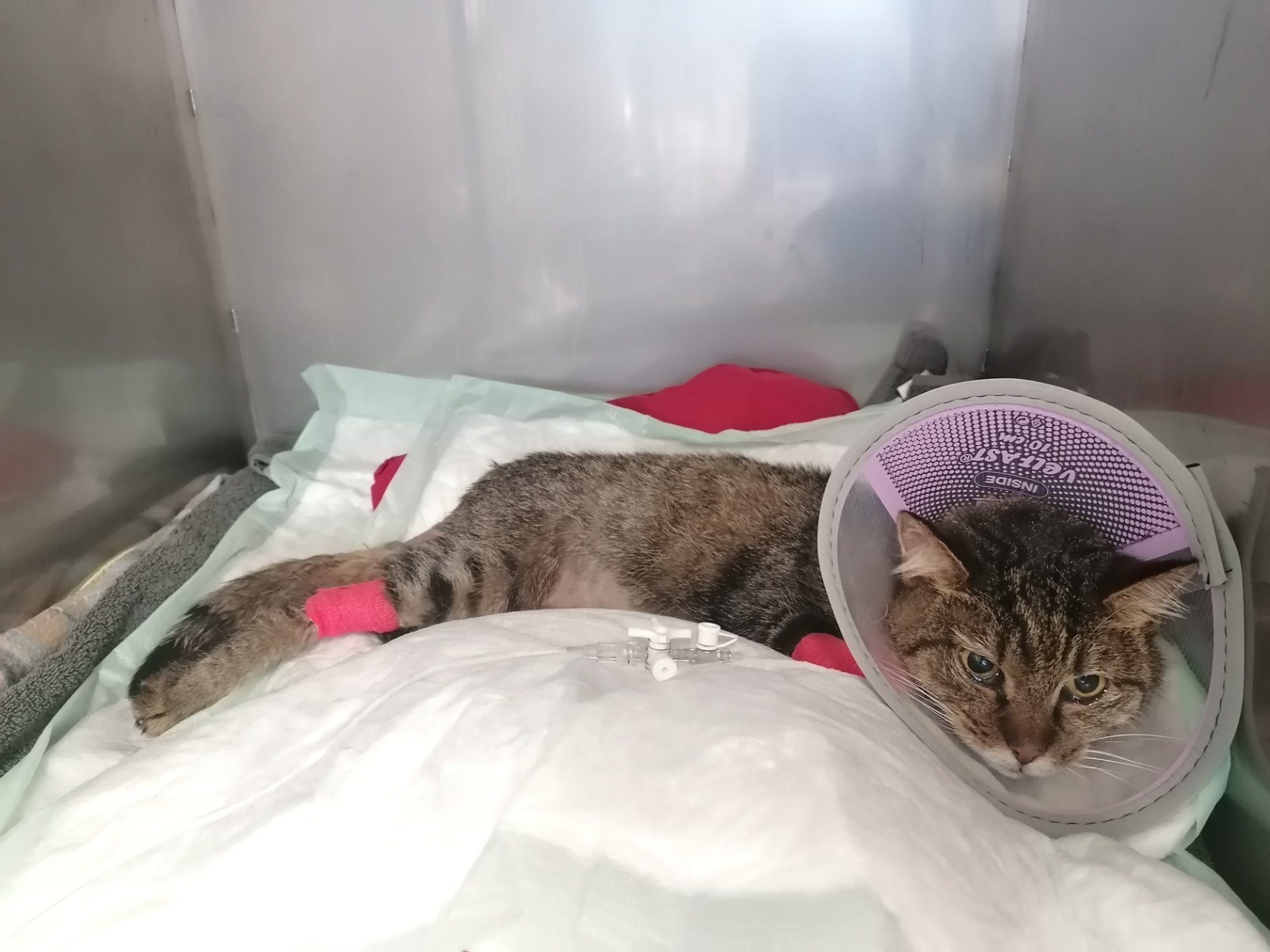 Kirurg tuli keset ööd tööle kutsuda, Sindy võitleb kliinikus oma elu eest