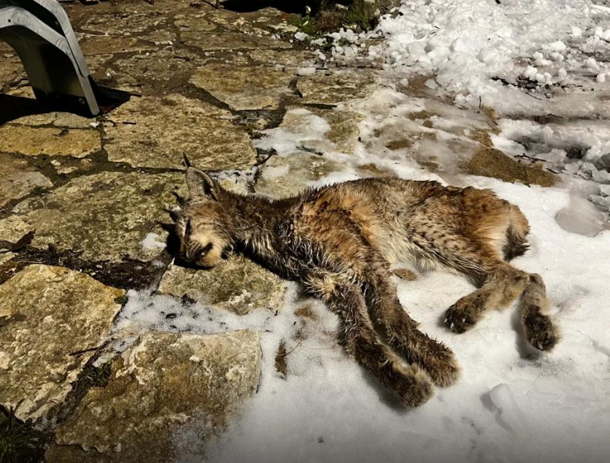 FOTO | Raplamaal leiti tööstushoone eest kärntõves ilvese laip
