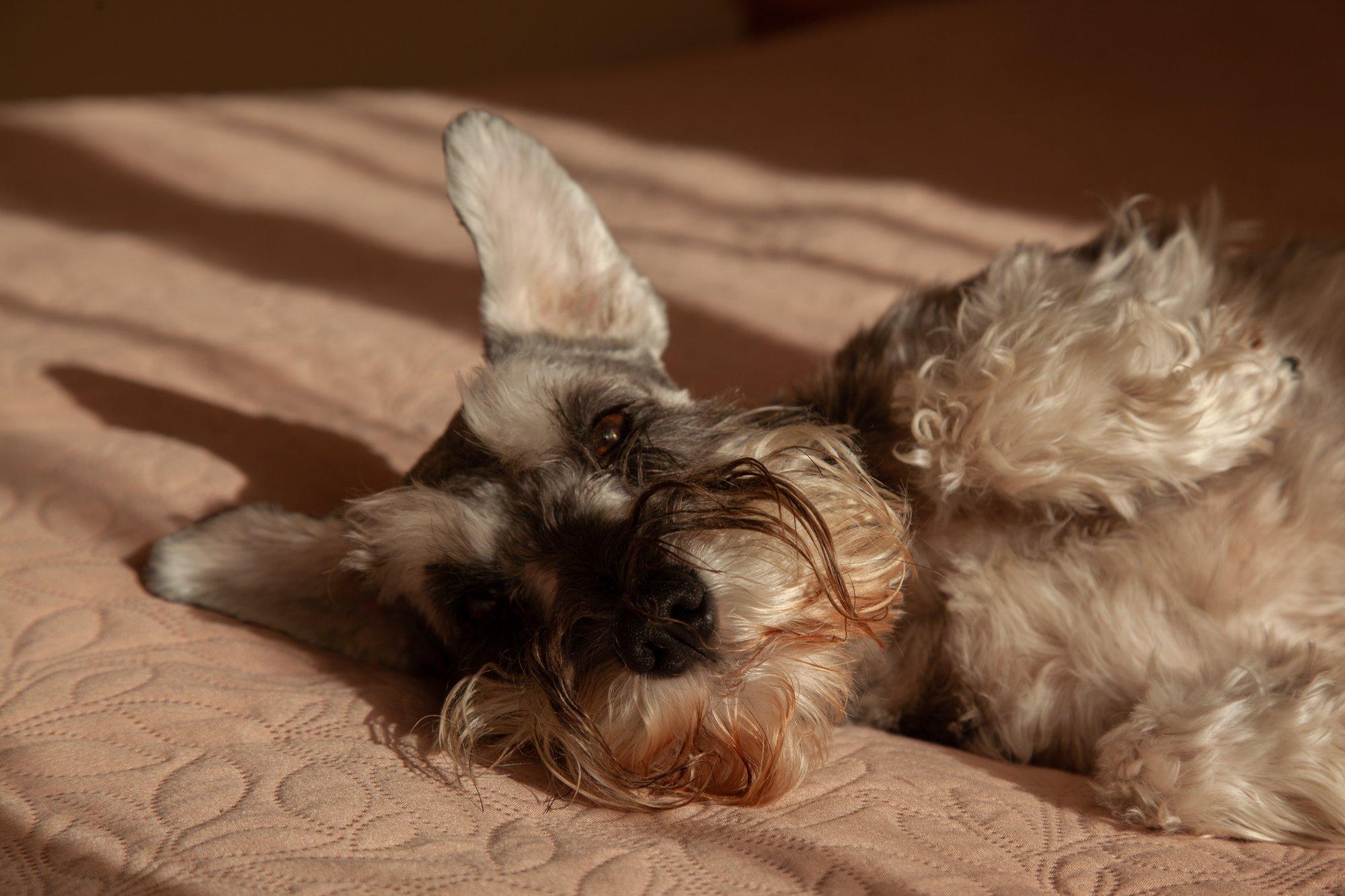 Hurmur Uno on kääbusšnautser, kes vahib huviga, kuidas naisterahvas riideid vahetab