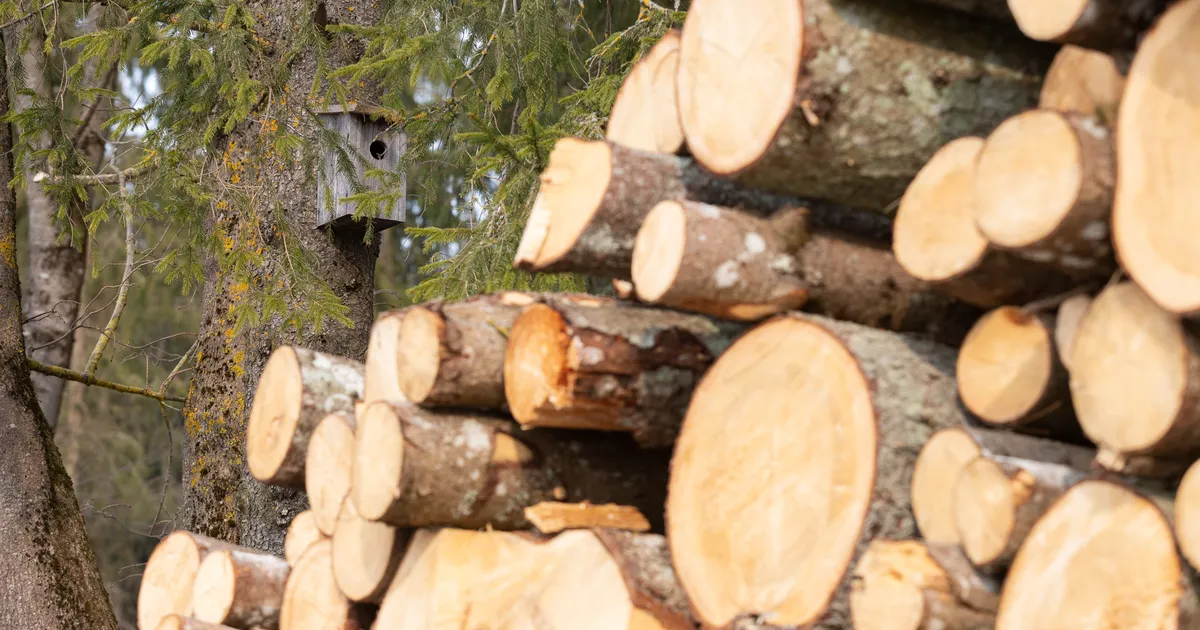 Ehmatus Soomes: metsad on muutunud CO2 sidujast heitkoguste emiteerijaks