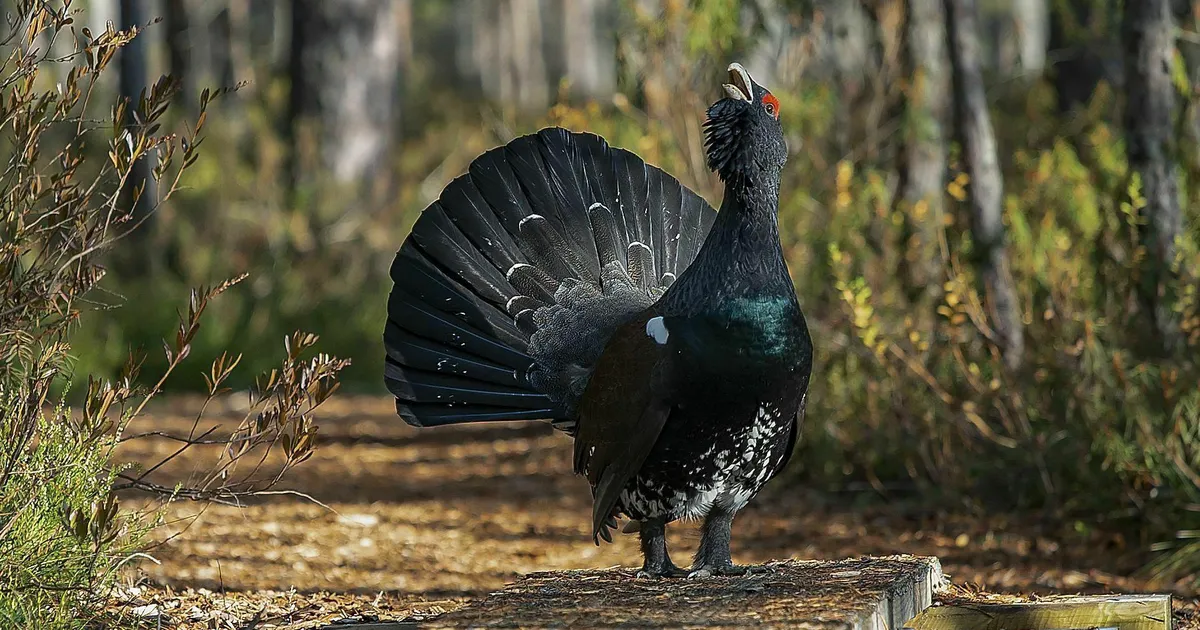 Riik tahab loobuda Nursipalu alale jääva metsise elupaiga kaitsest