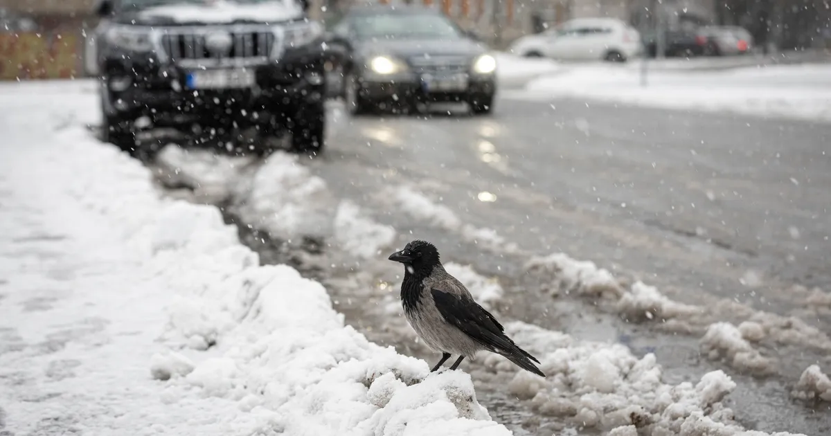 Laupäeval tuleb kuni neli kraadi sooja