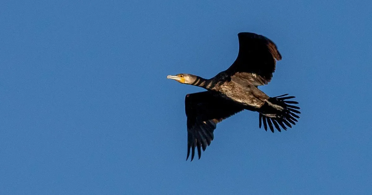 Ornitoloogiaühing peatab linnualade seire koostööraskuste tõttu